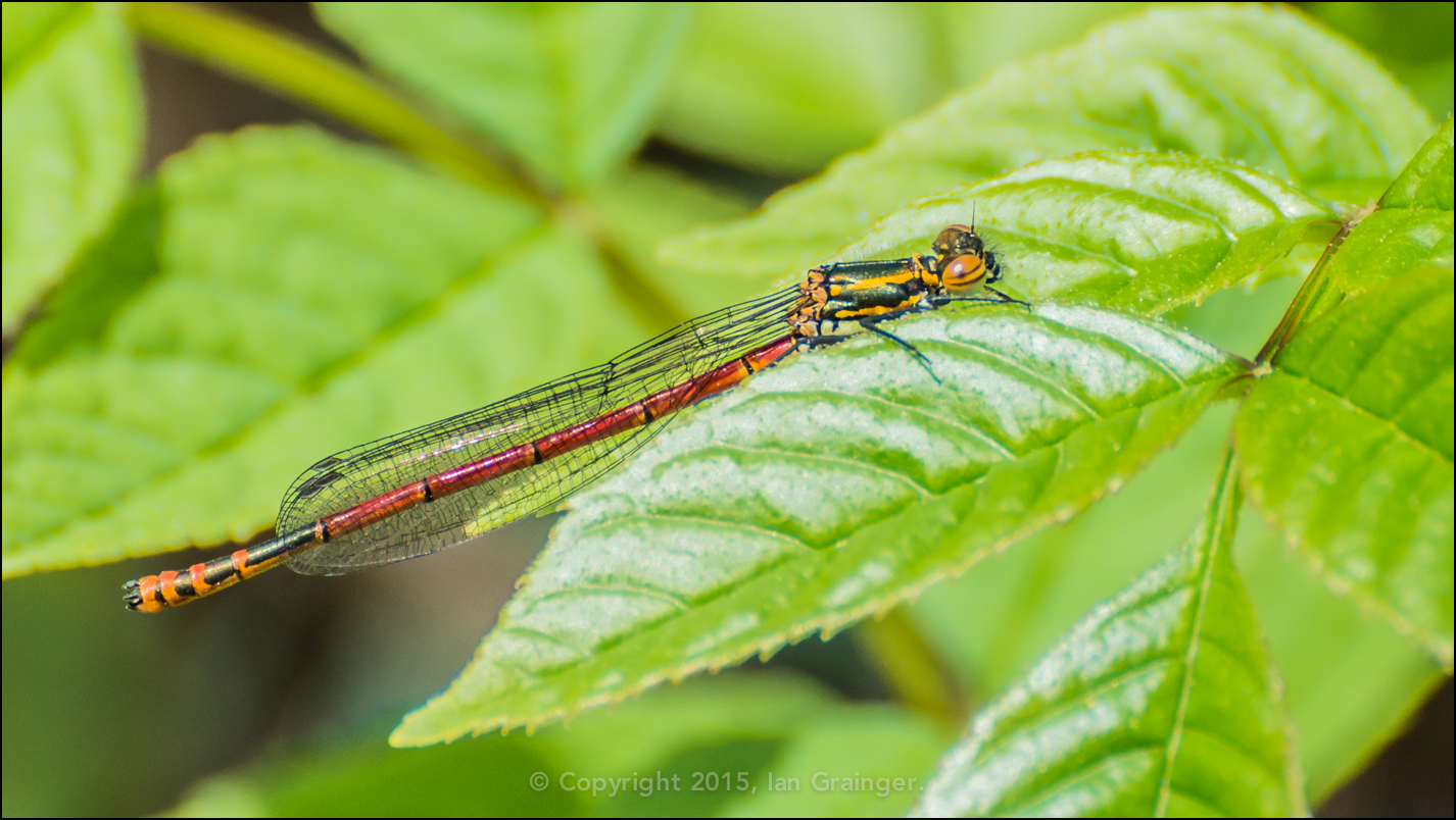 Early Damsel