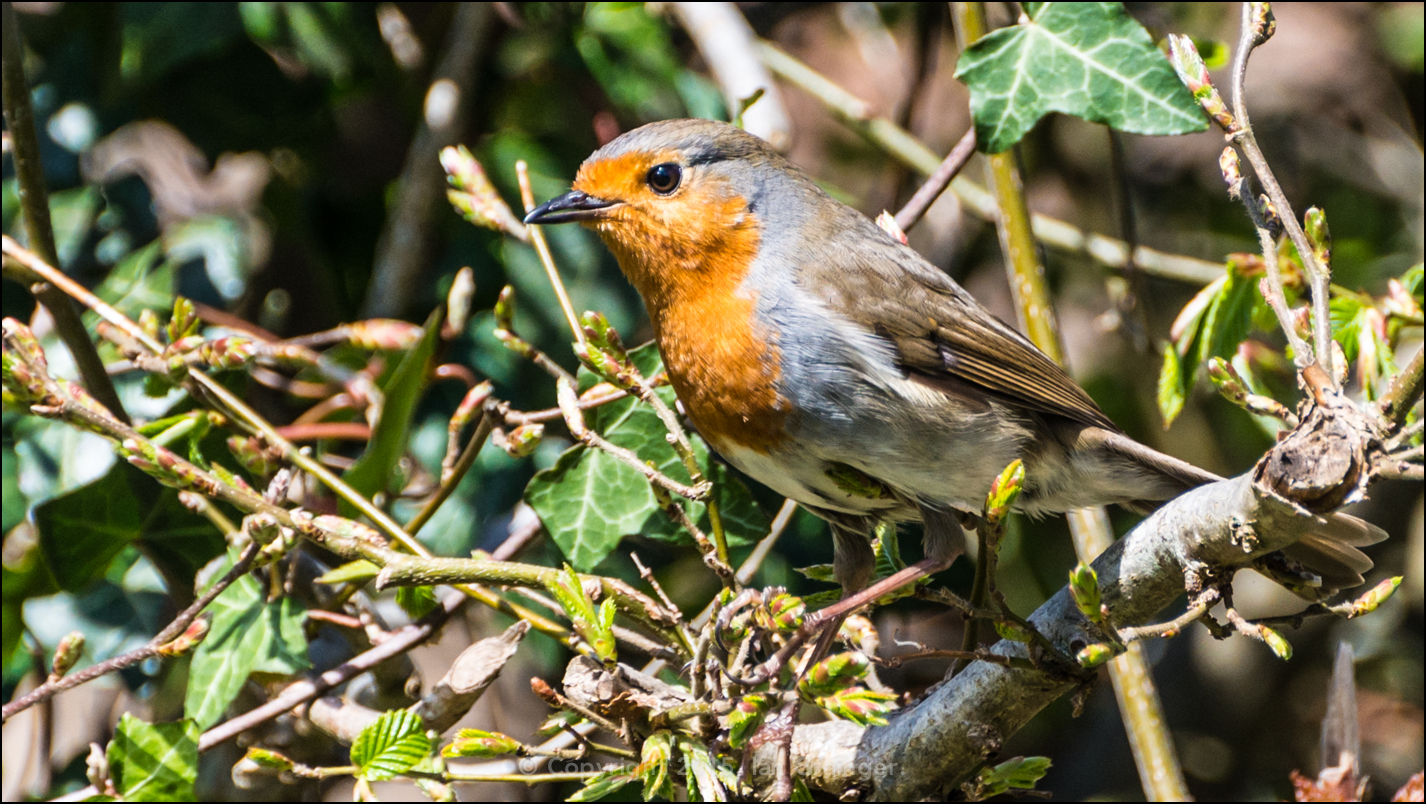 Robin Red Breast