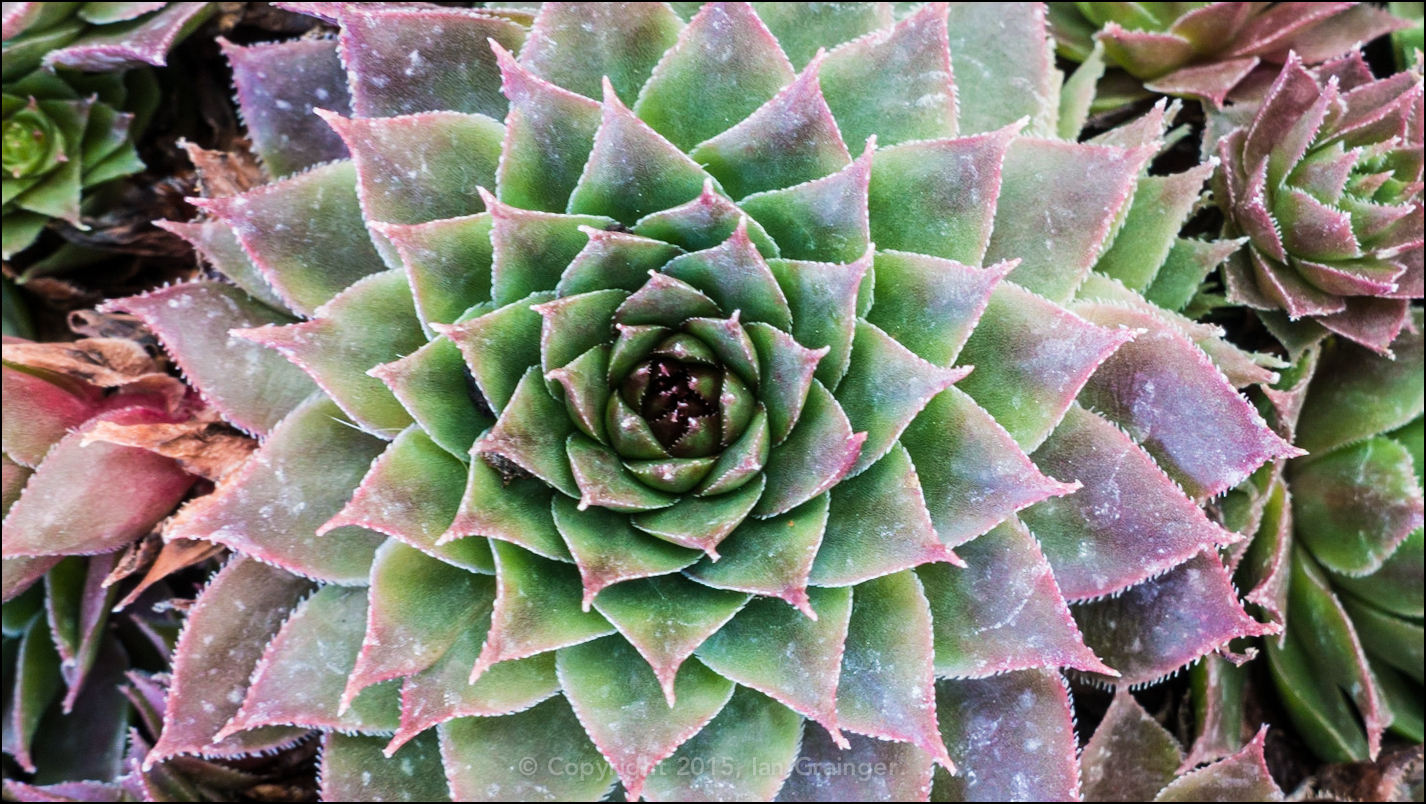 Sempervivum