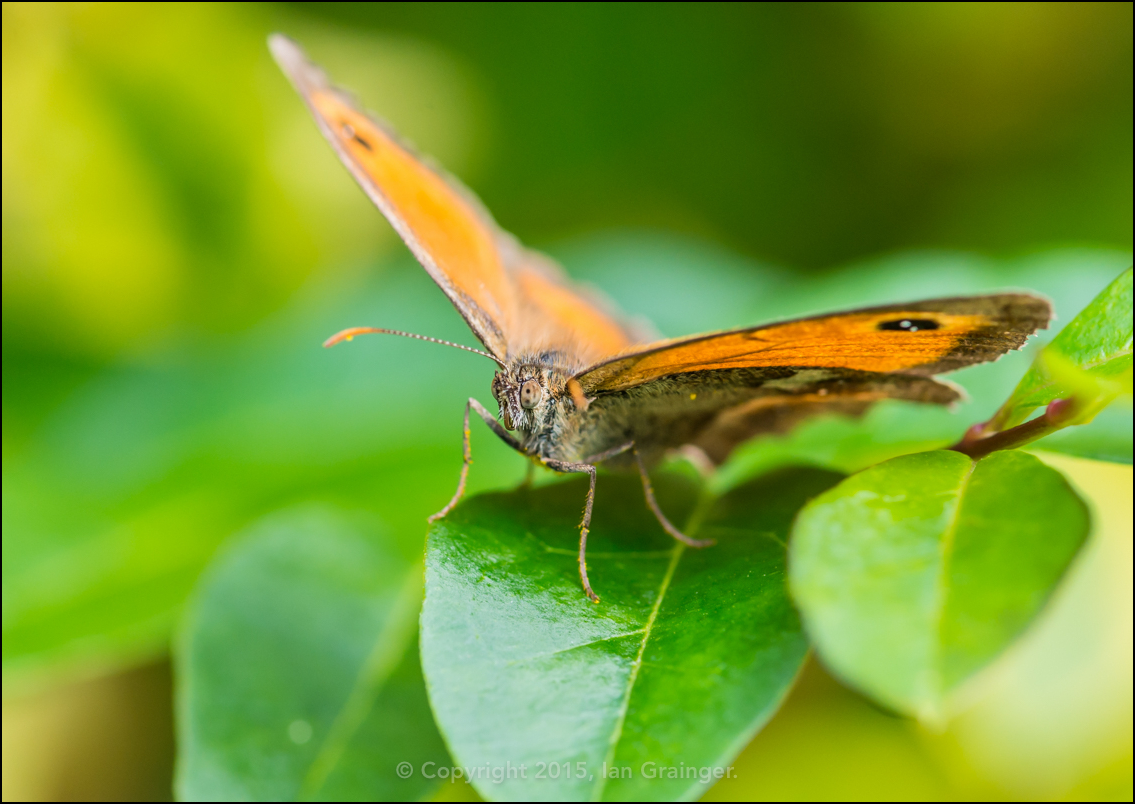 Gatekeeper Greeting