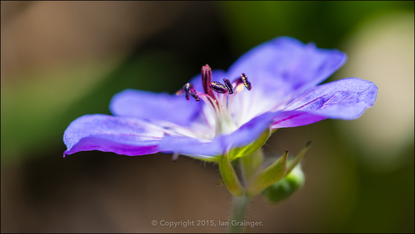 Geranium Rozanne