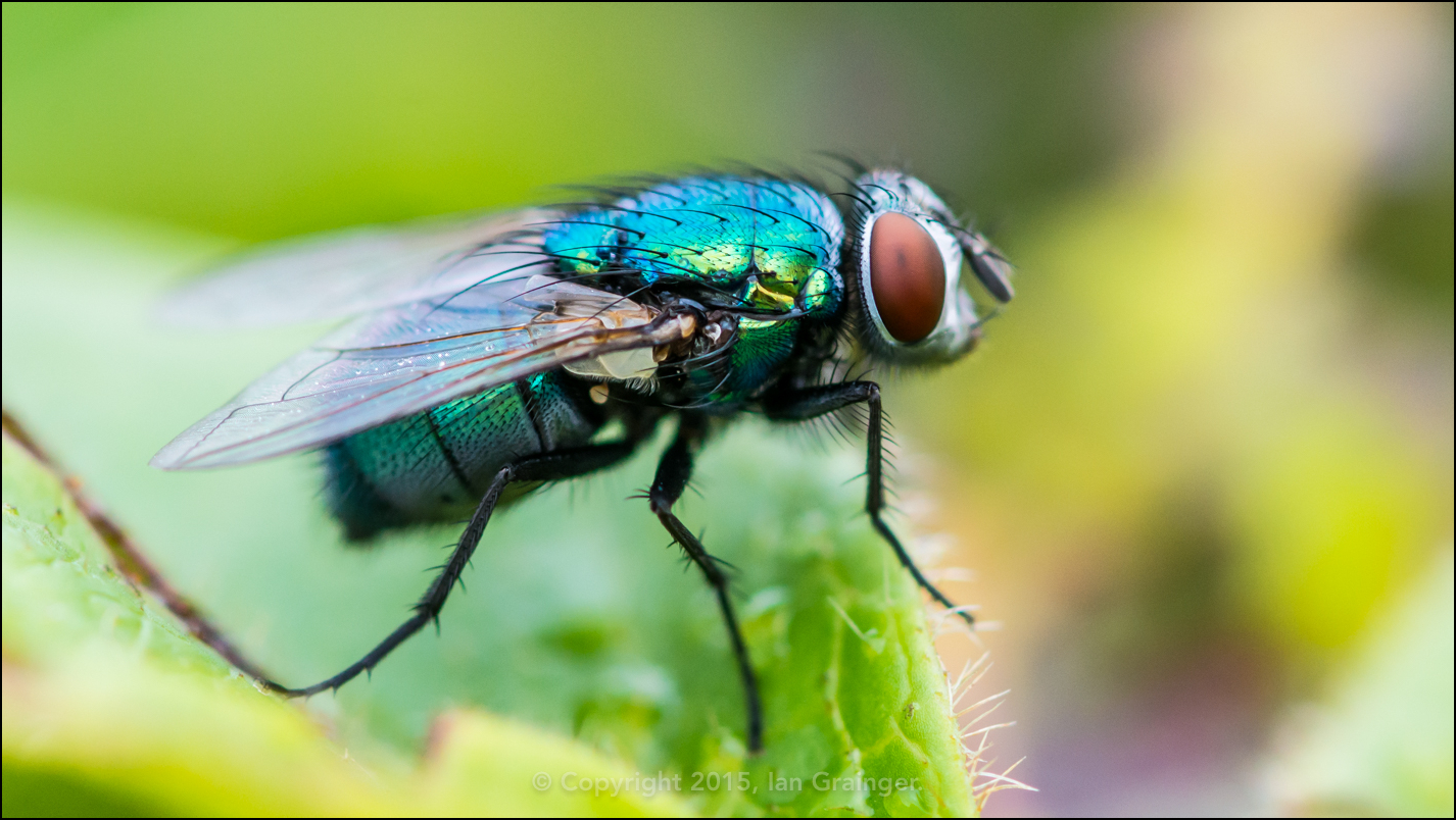 Greenbottle