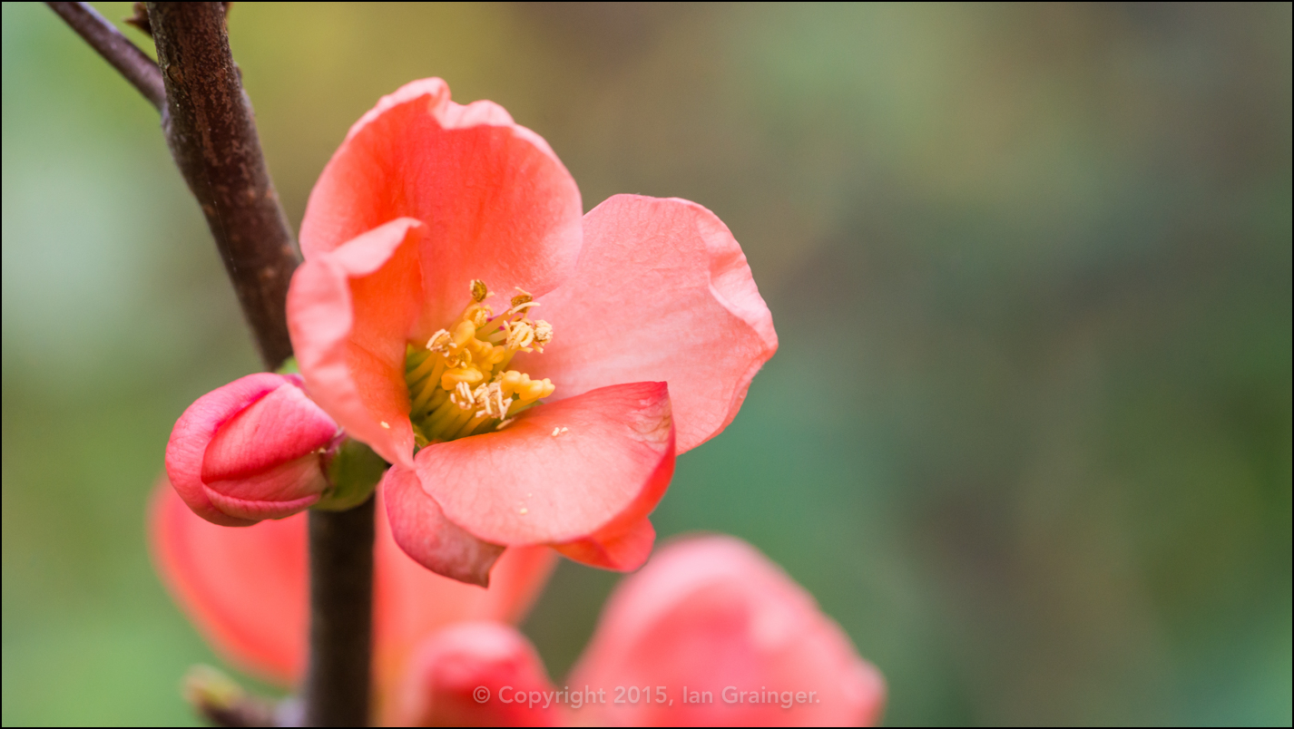 Early Quince