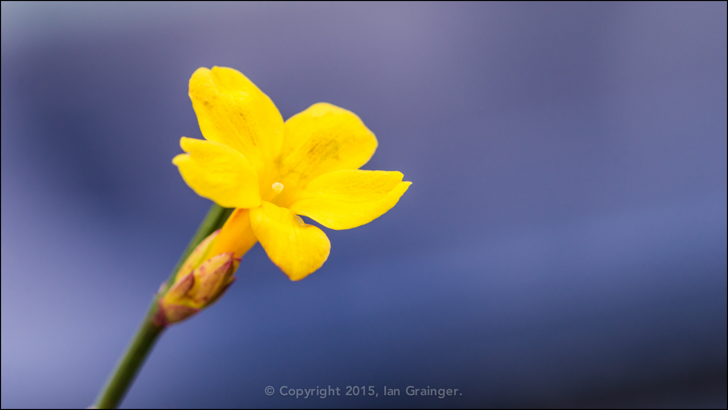 Winter Jasmine