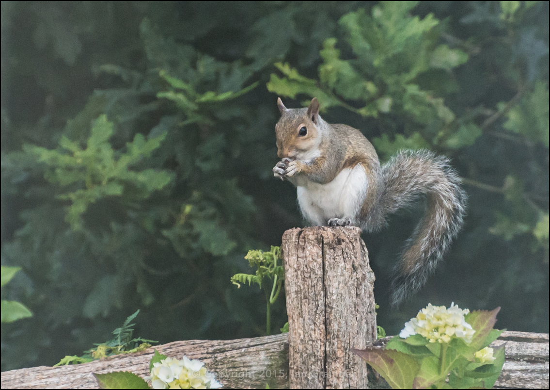 Grey Squirrel