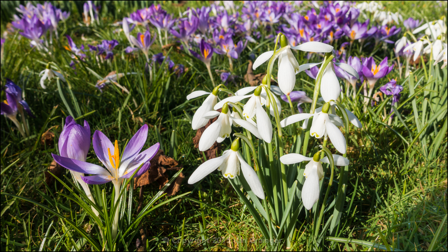 Blooming Springtime