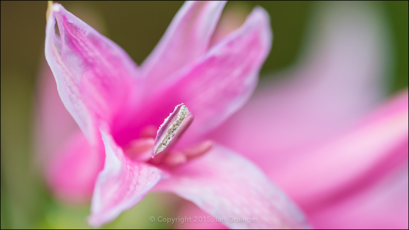 Blooming Nerine