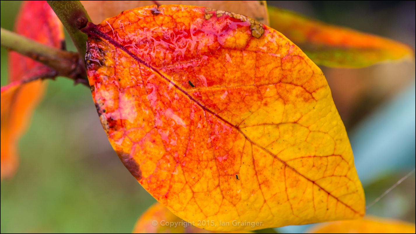 Blueberry Bush Leaf