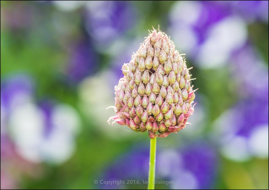 Seedy Allium