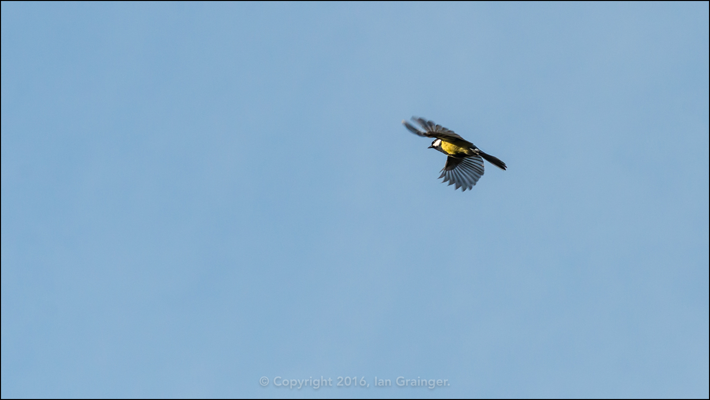 Great Tit Flight