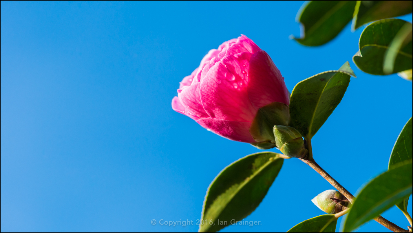 Early Camellia