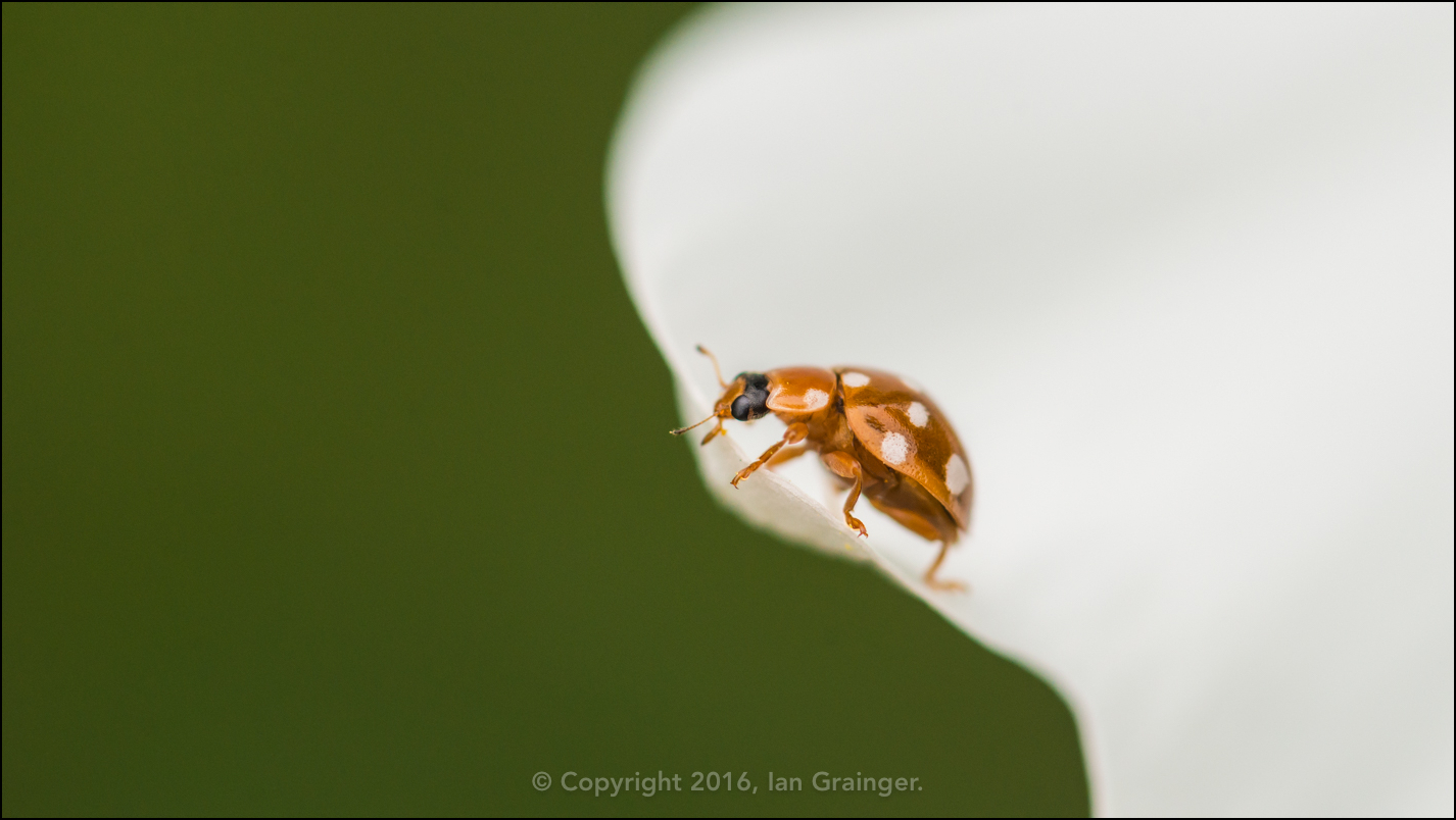 Orange Ladybird