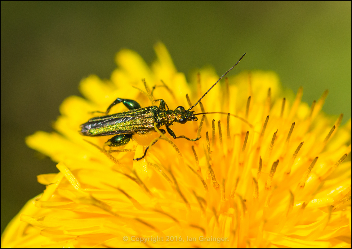 Thick Legged Flower Beetle