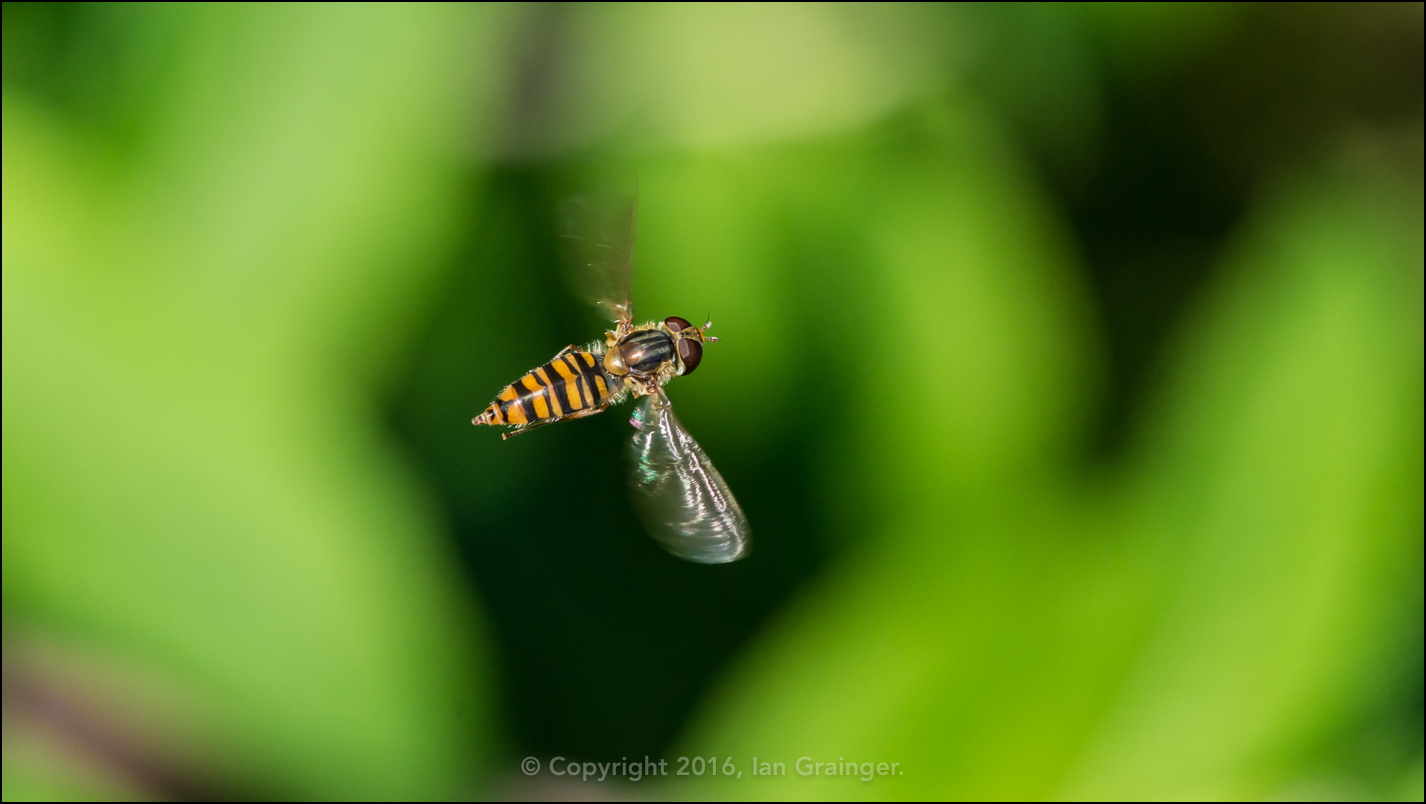 Hovering Hoverfly