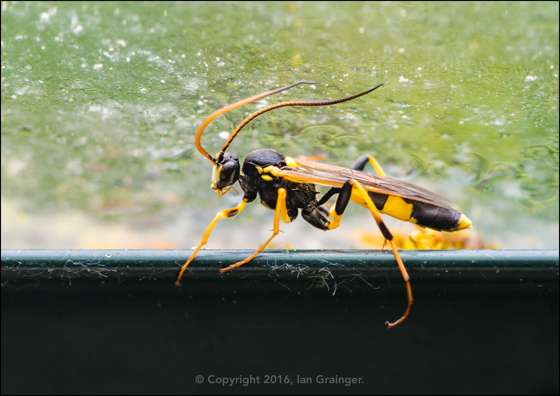 Ichneumon Profile