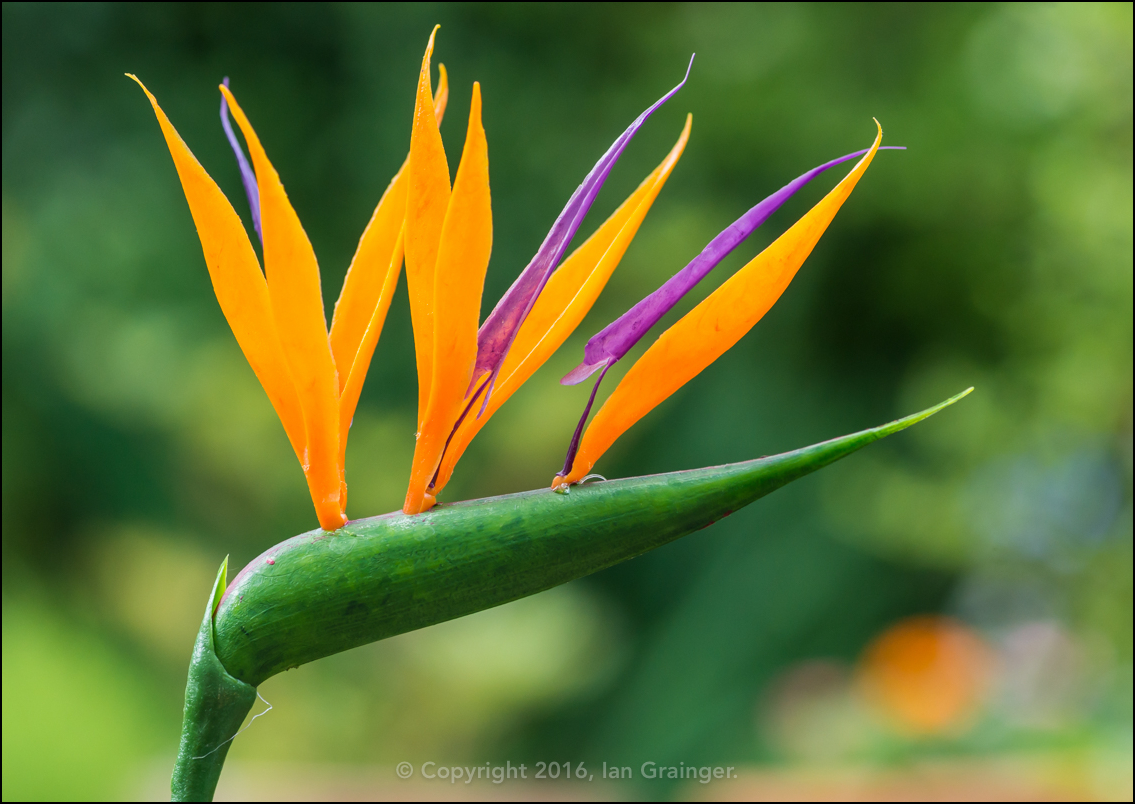 Strelitzia