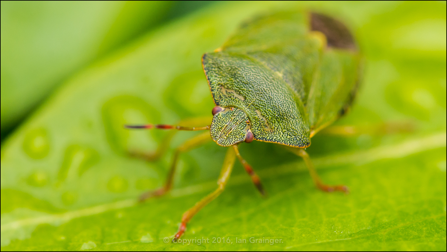 Green Shield Bug