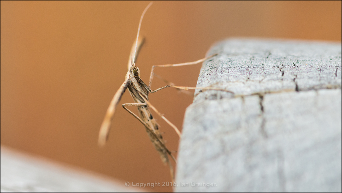 Common Plume Moth