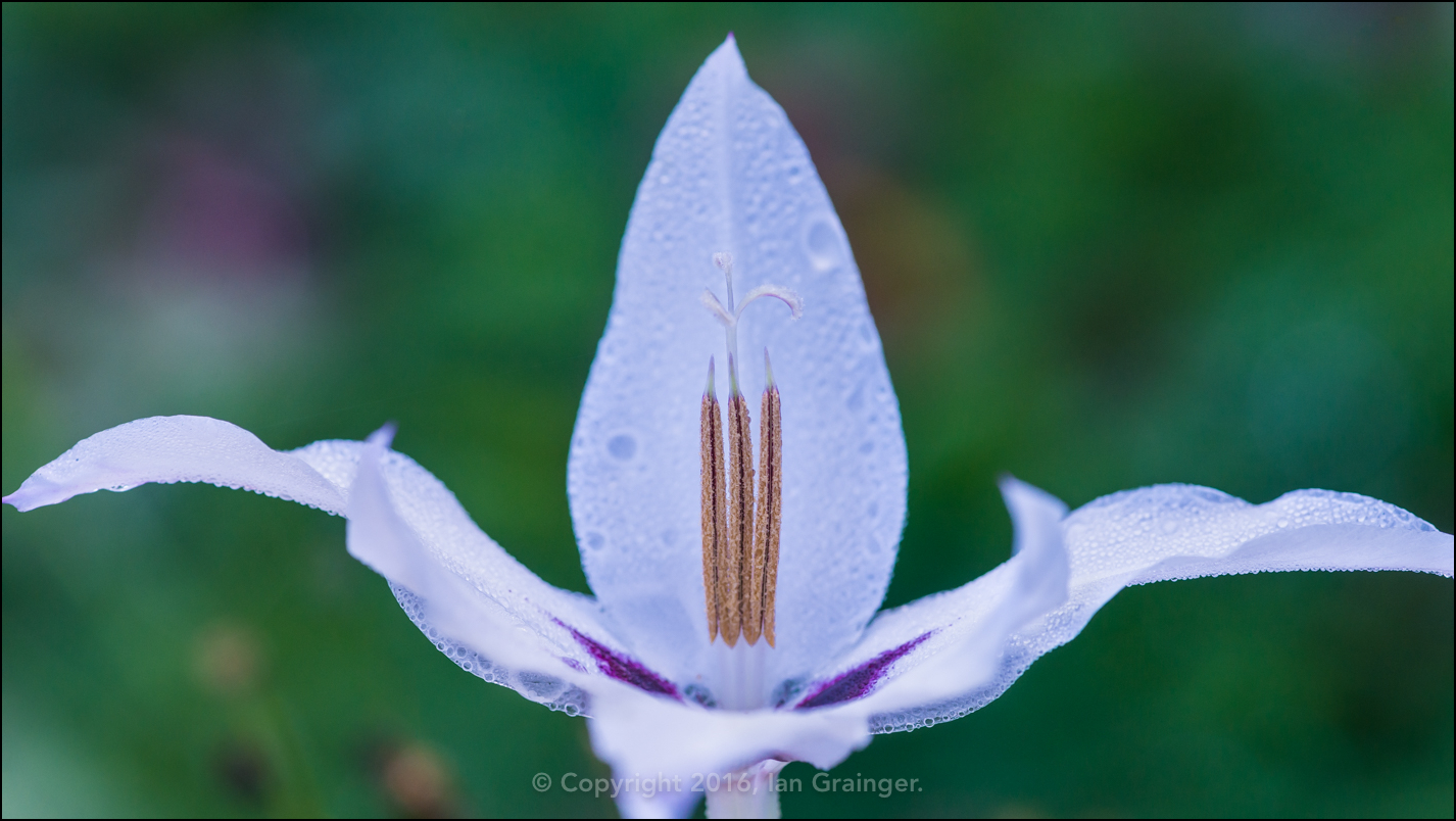 Abyssinian Gladiolus