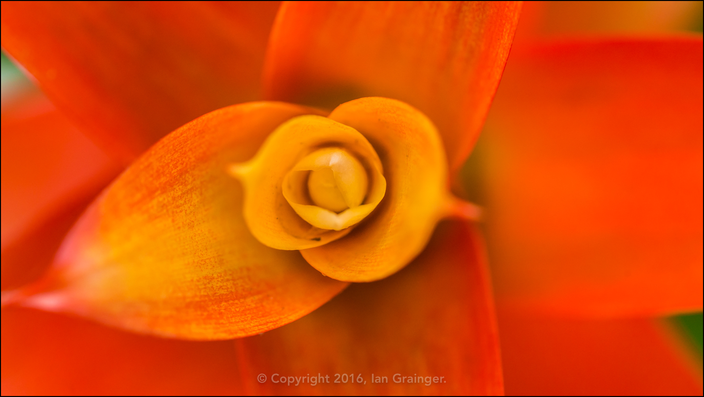 Guzmania