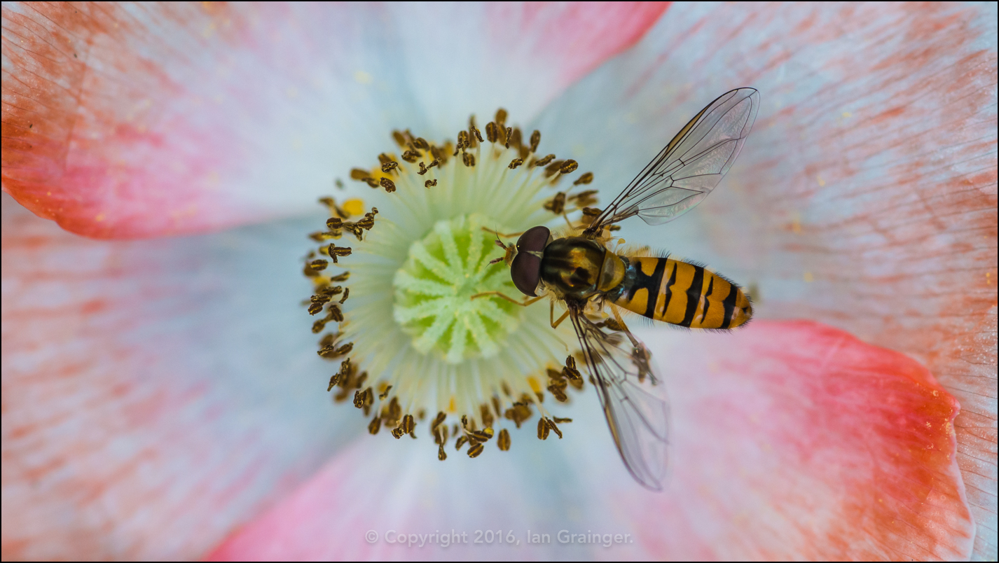 Poppy Picker