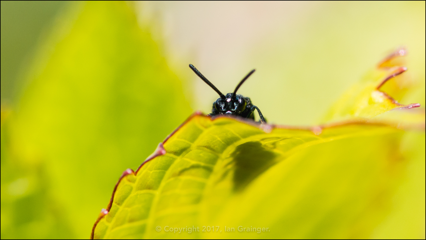 Berberis Sawfly