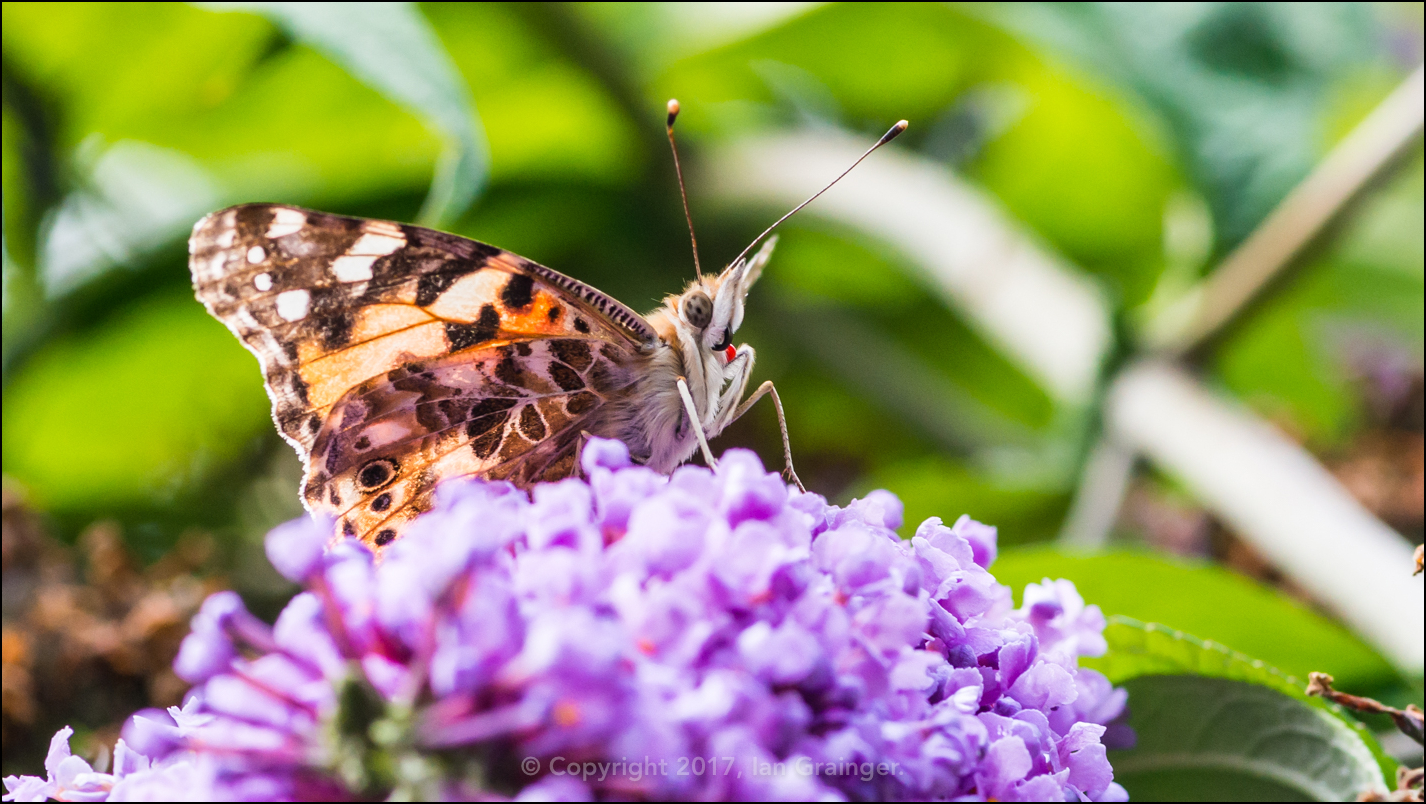 Painted Lady