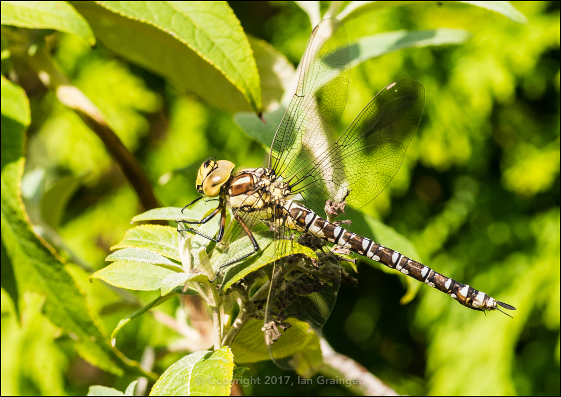 Migrant Hawker