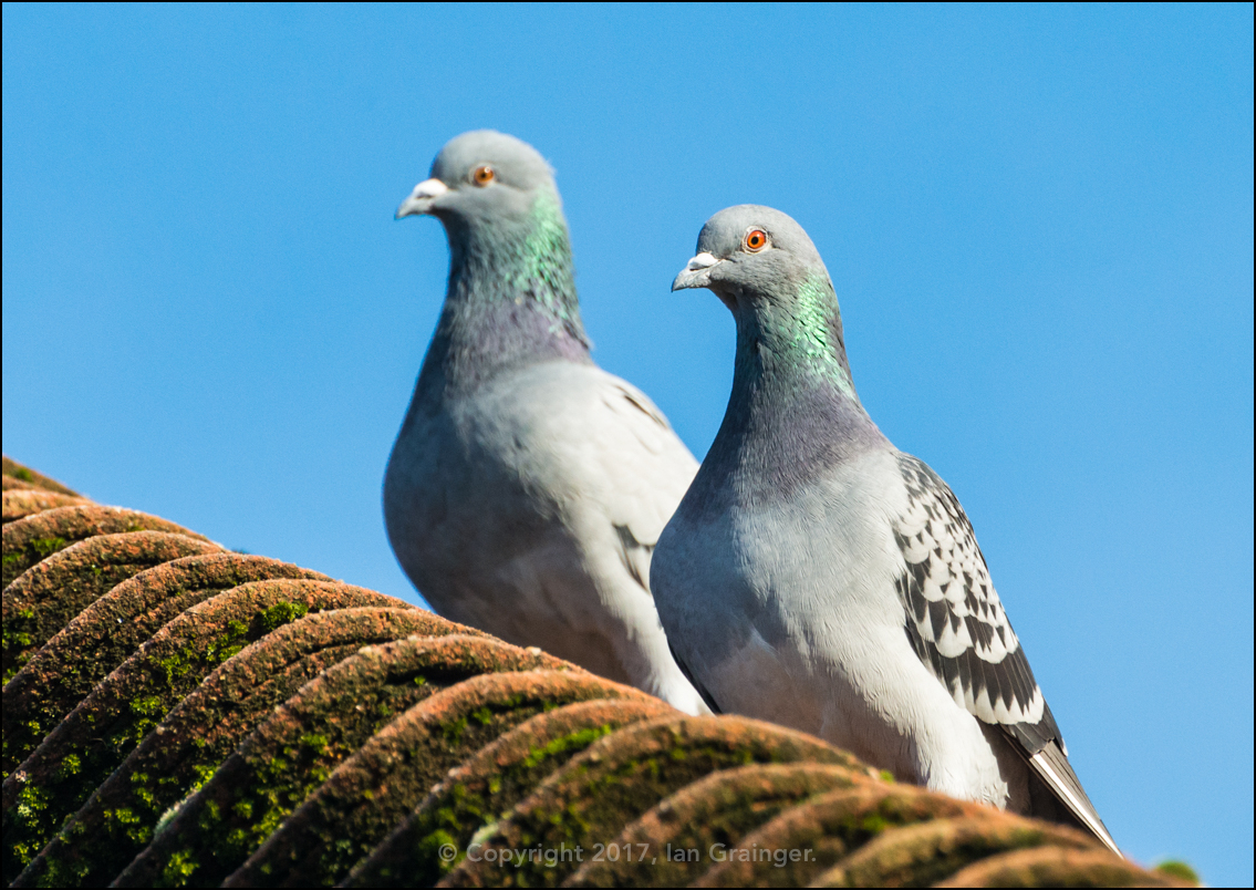 Pigeon Pair