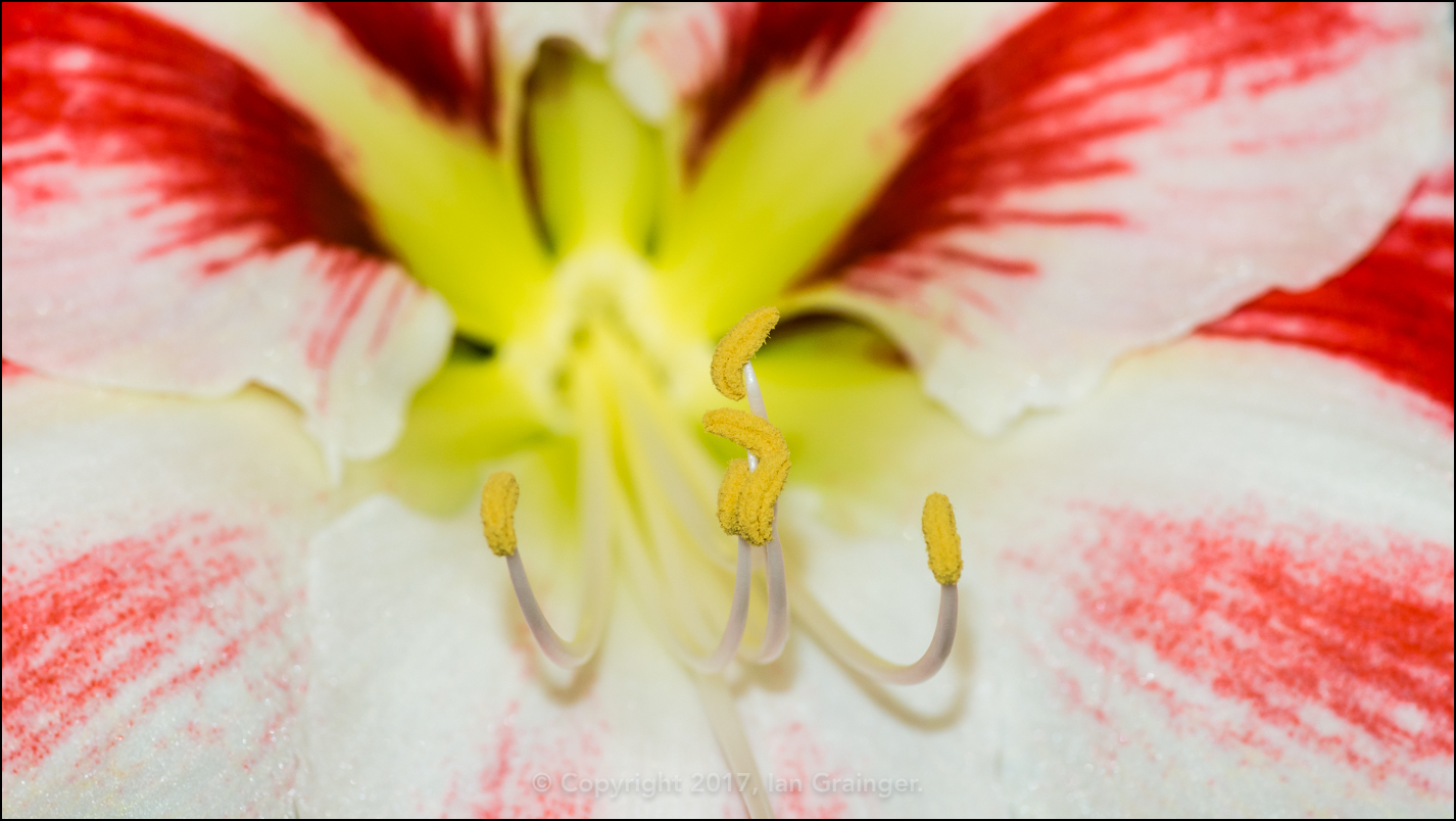 Amaryllis Minerva