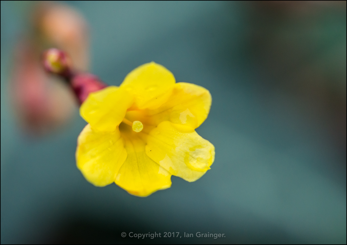 Yellow on Green