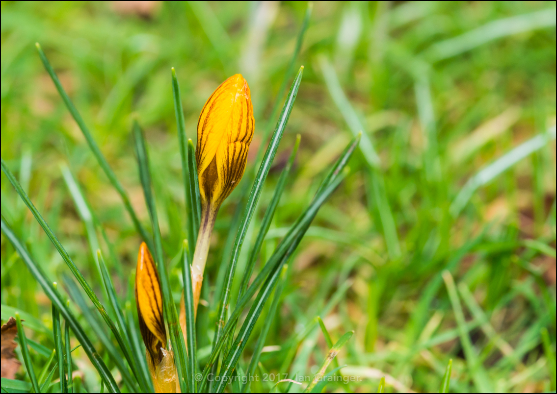 Orange Crocus