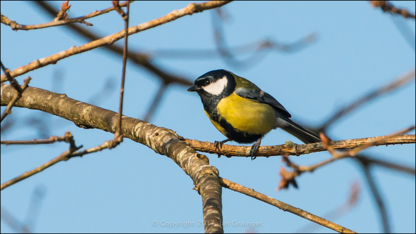 Great Tit