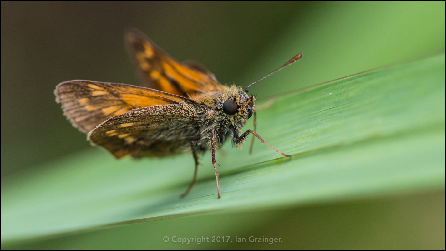 Large Skipper Butterfly