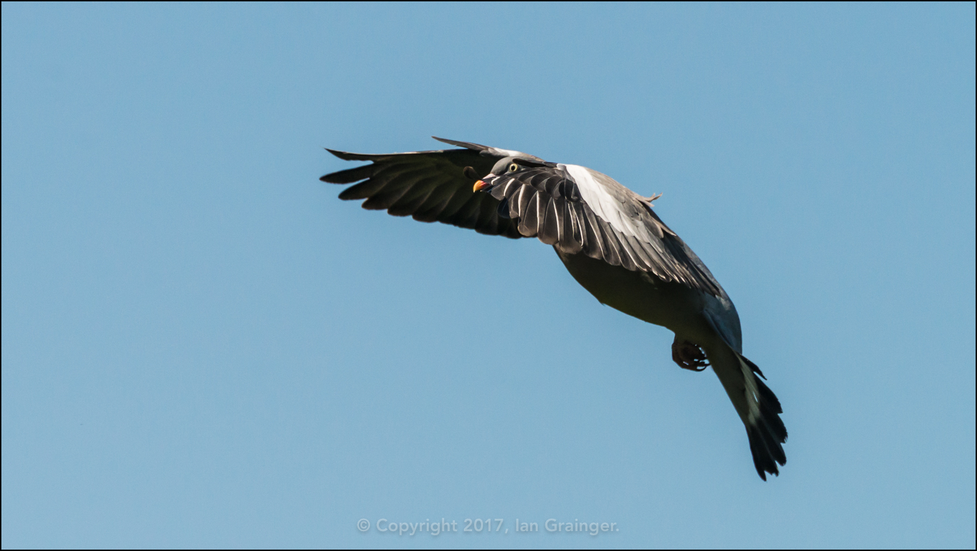 Winging Woodpigeon