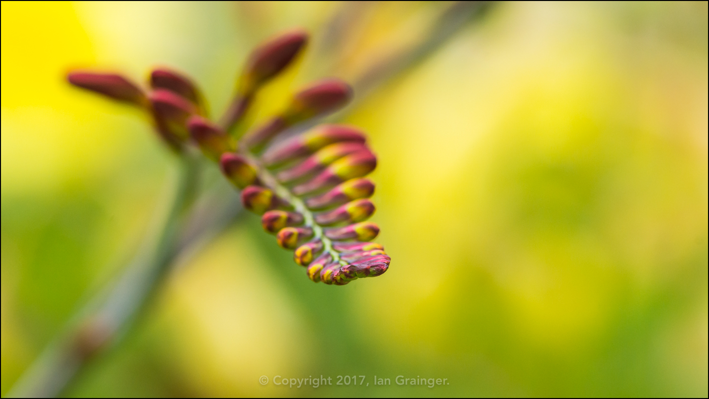 Crocosmia Lucifer