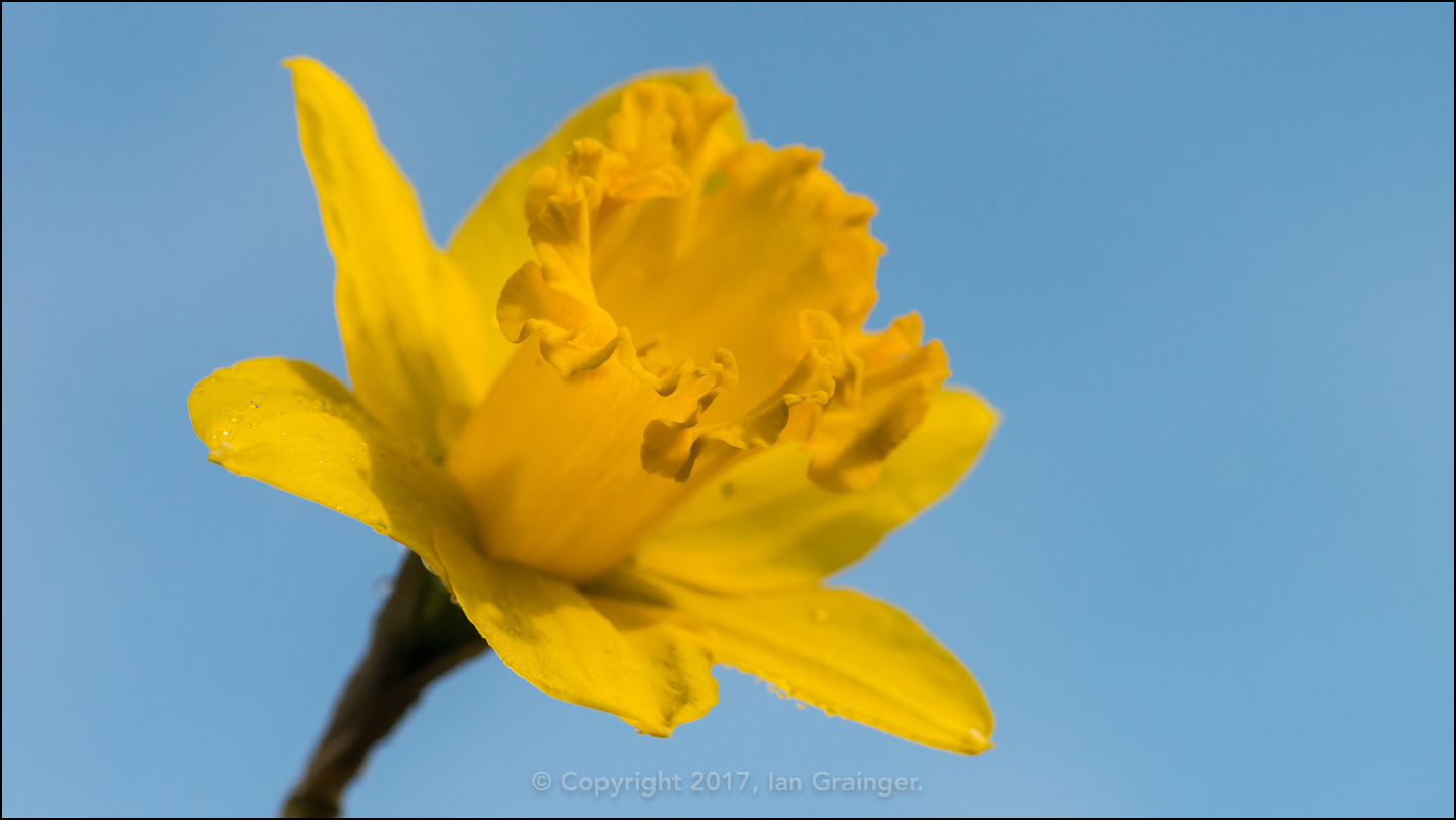 Yellow on Blue