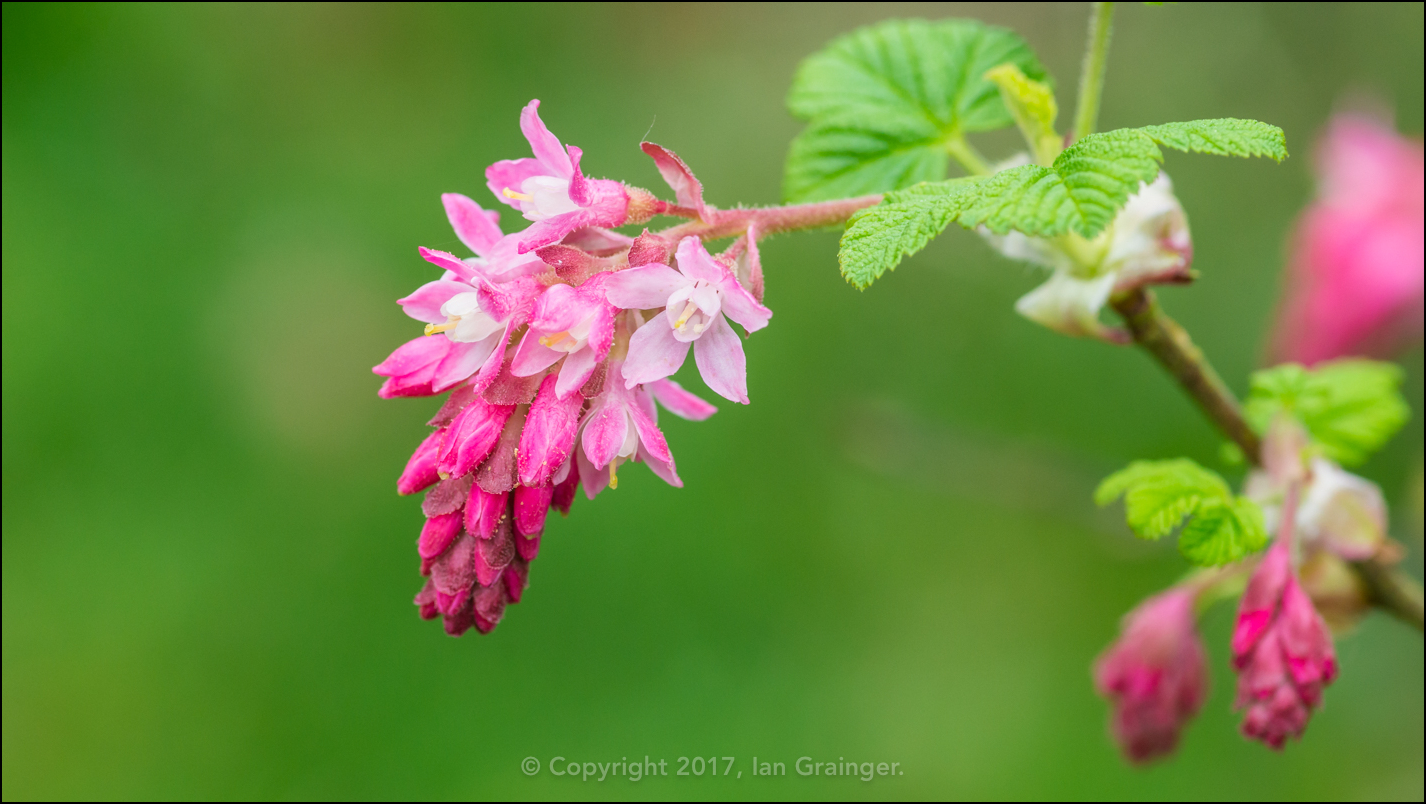 Flowering Currant