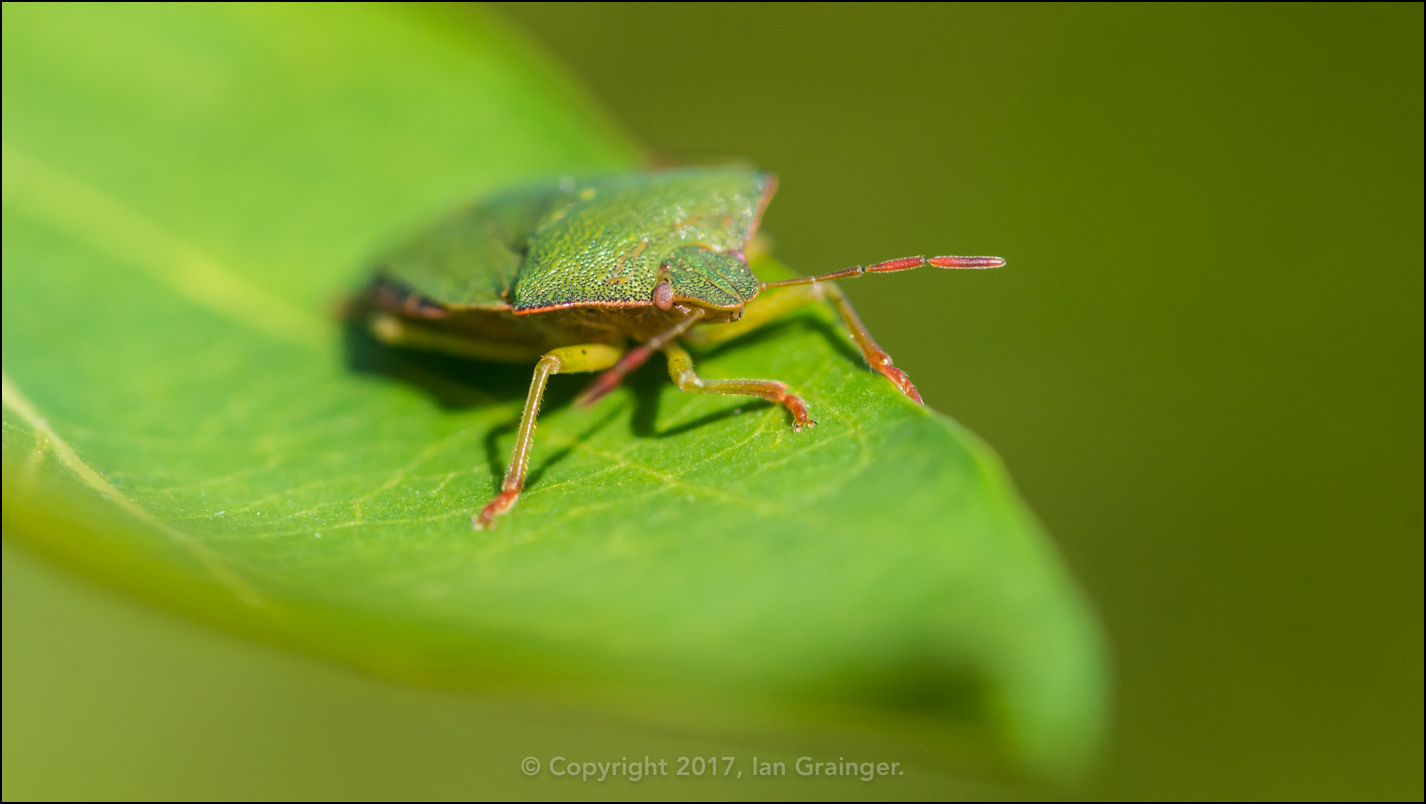 Green Shield