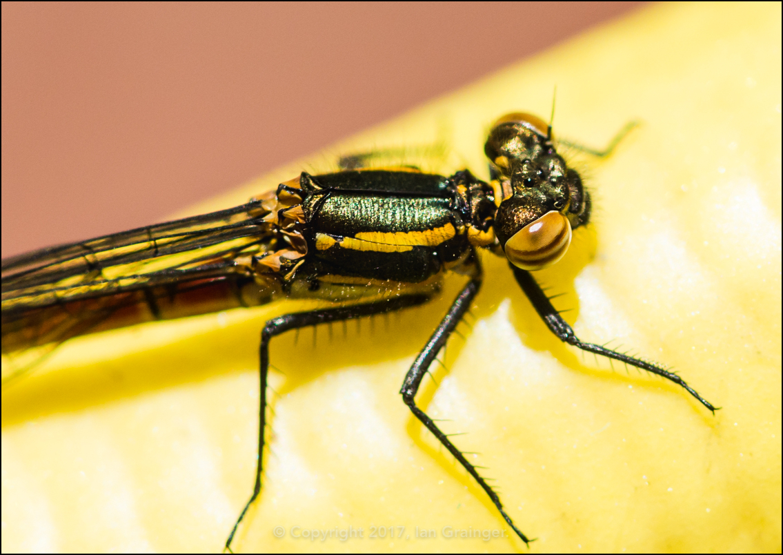 First Damselfly