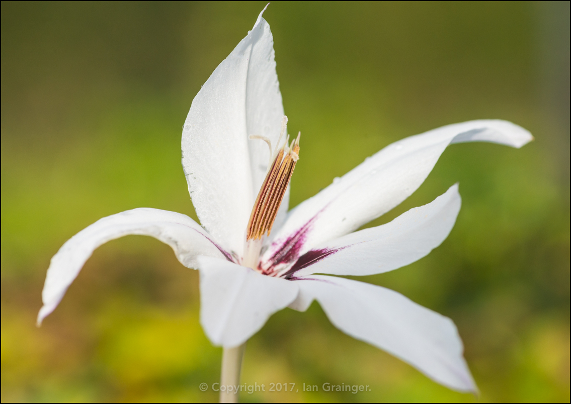 Abyssinian Gladiolus