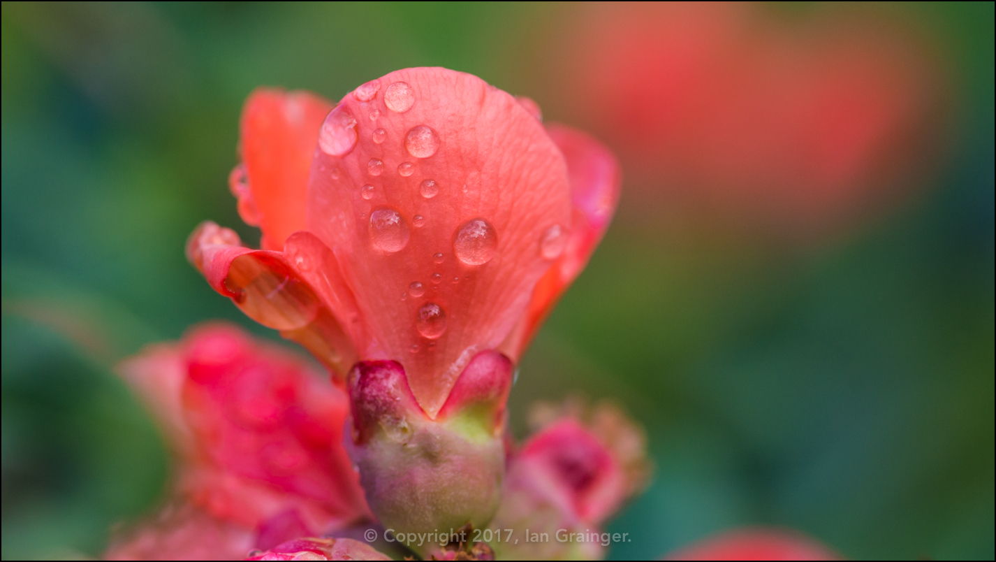 Quince Blossom