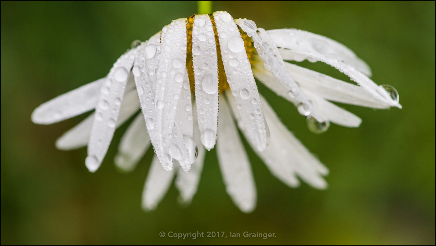 Waterlogged Oxeye