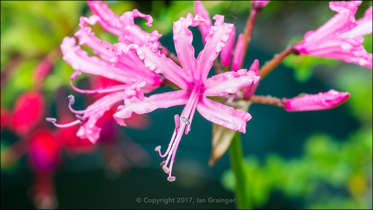 Crinkled Beauty