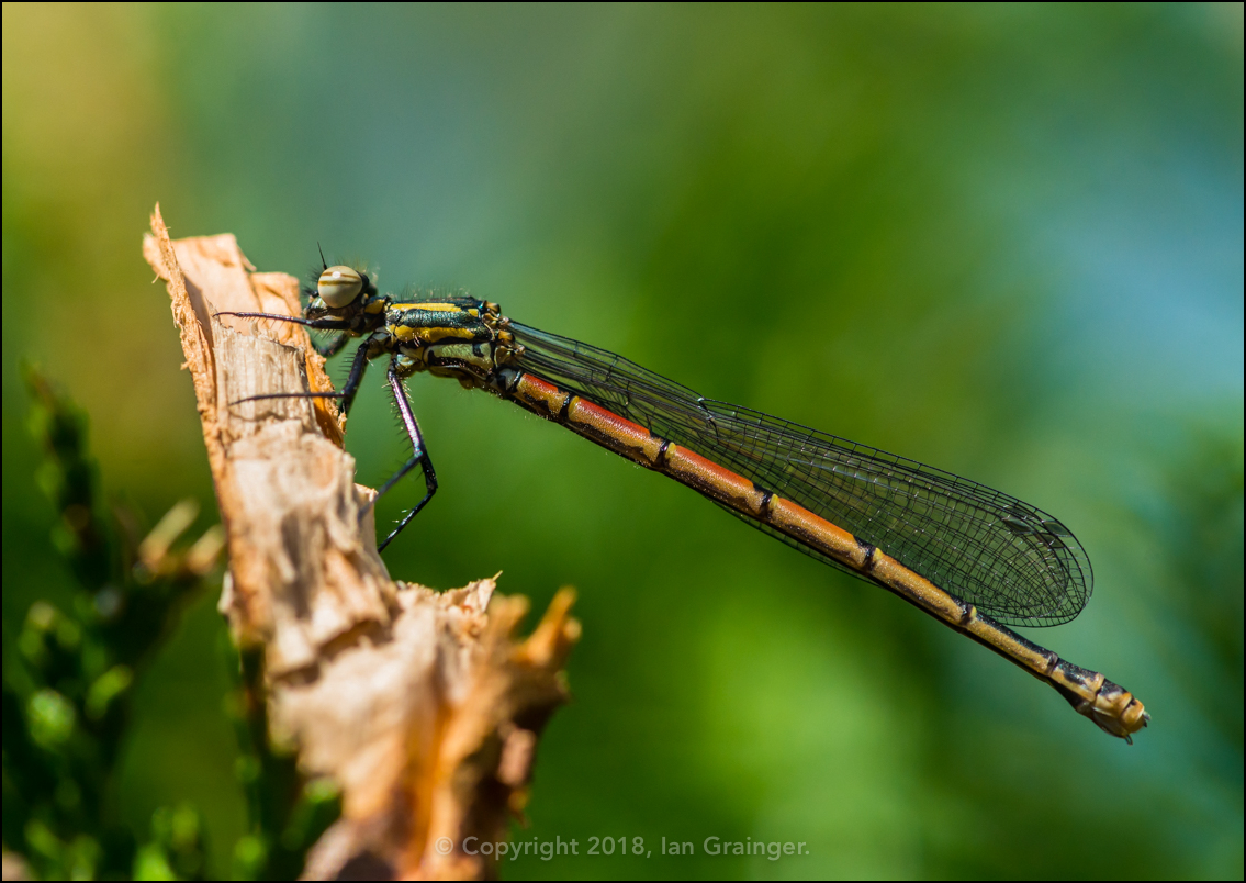 Early Damsel