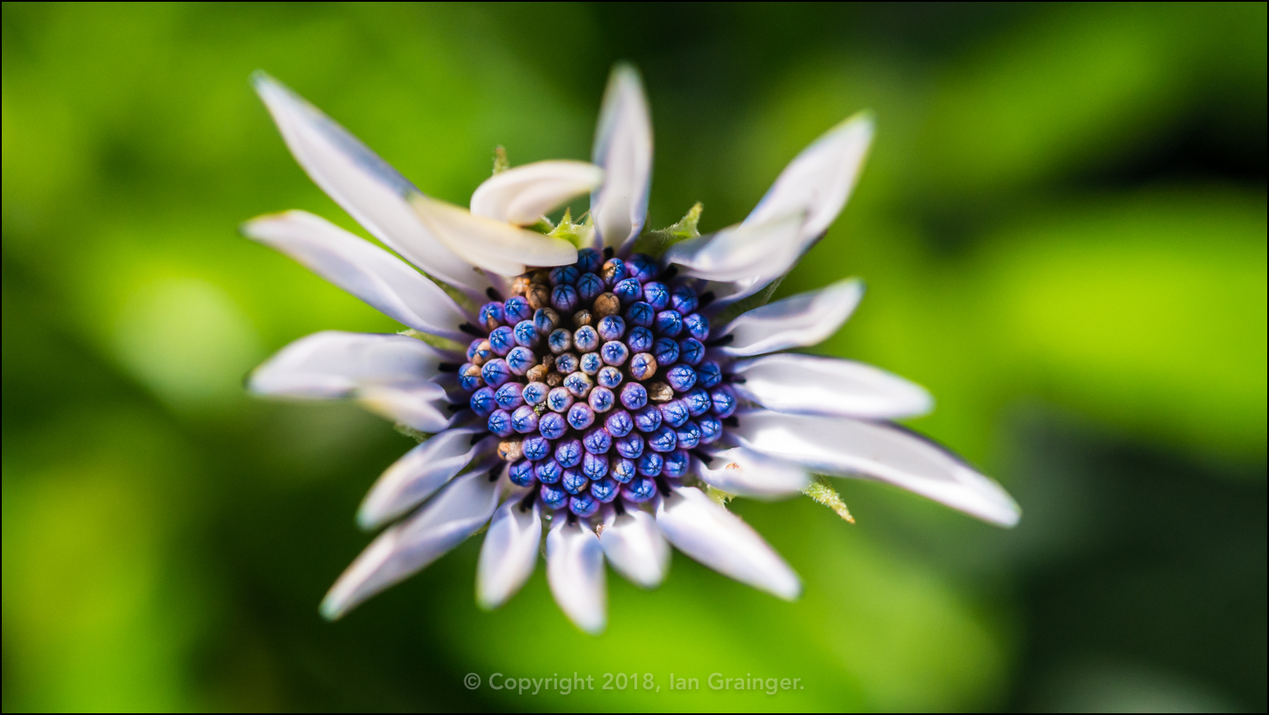 Osteospermum Blues