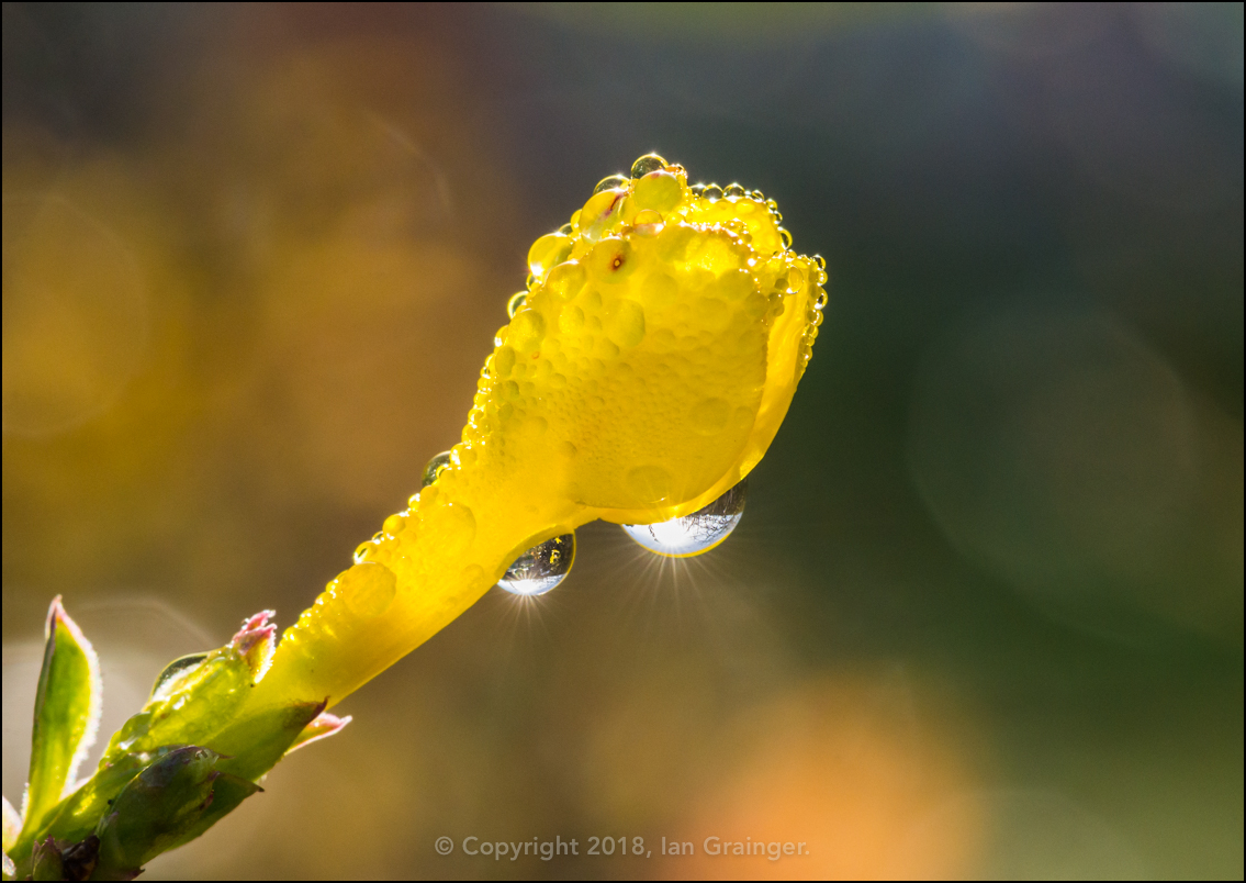 Winter Jasmine Starburst