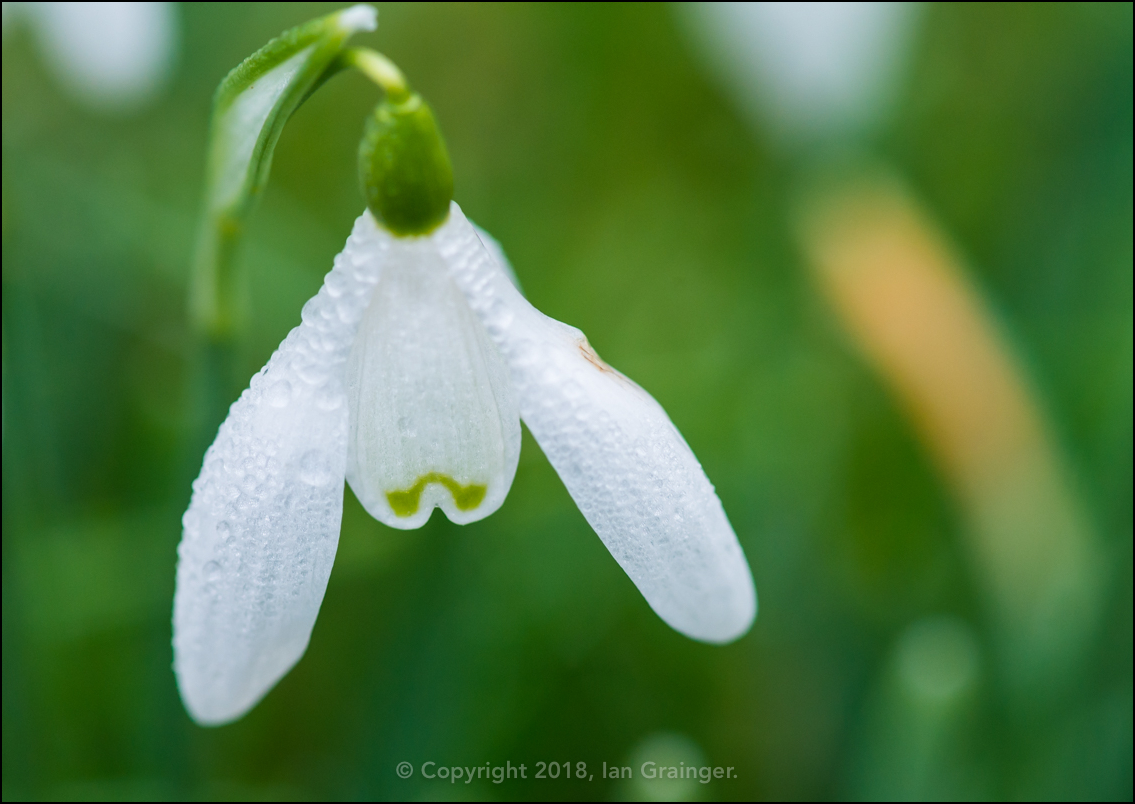 Seasonal Snowdrop