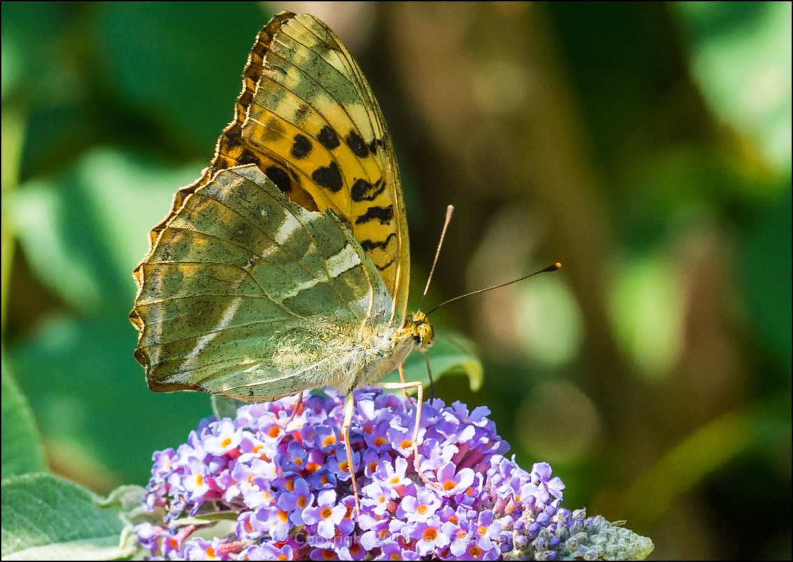 Silver-washed Fritillary