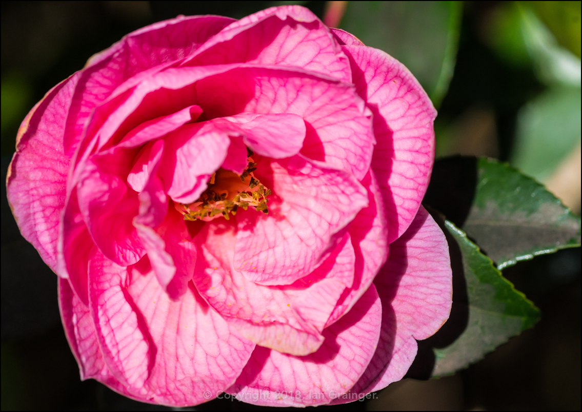 Outgoing Camellia